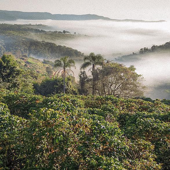 DARK ROAST 2023 - BRAZIL - FAZENDA DUTRA