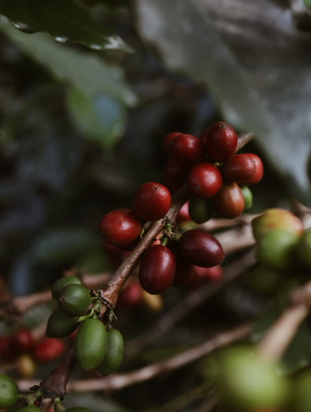 COLOMBIA · YELLOW PAPAYO