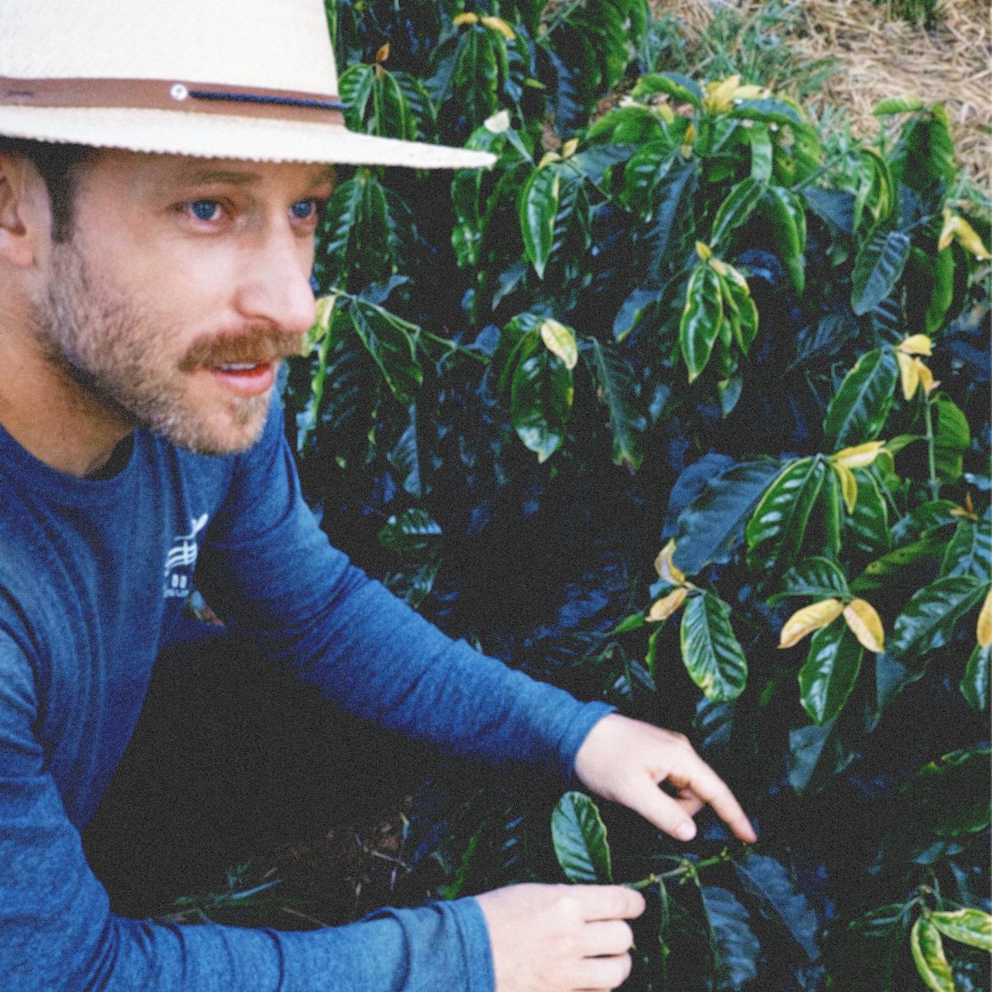 BRÉSIL · MICRO-LOT