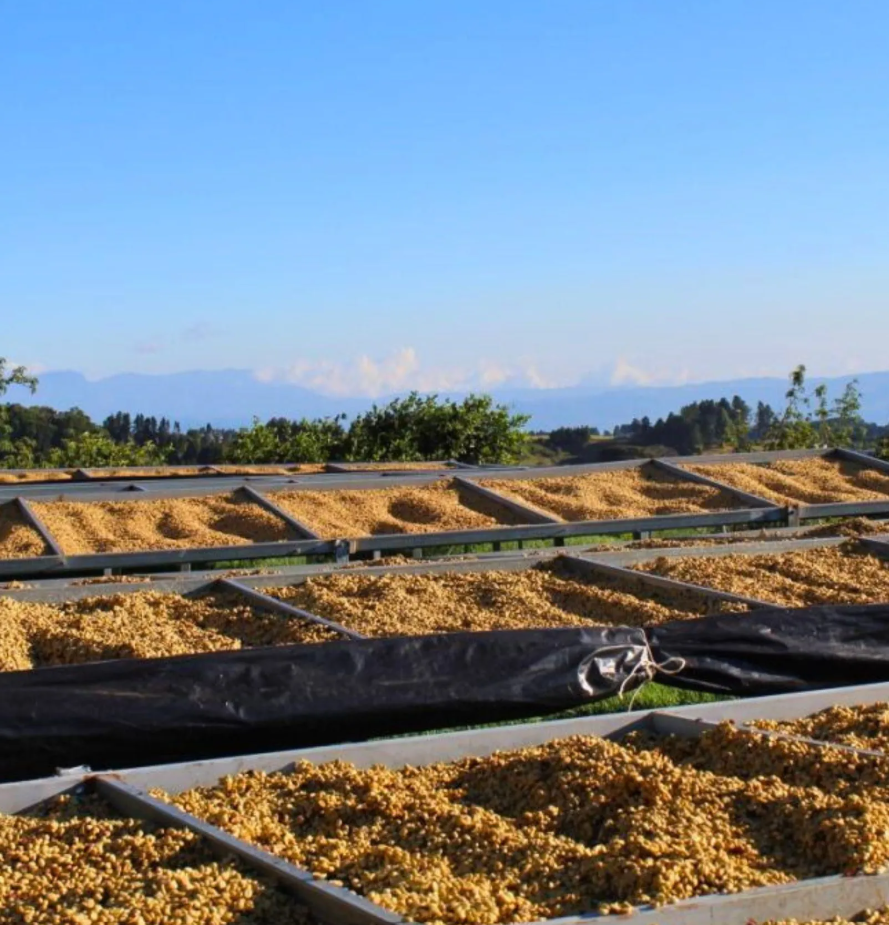 COSTA RICA · MONTE BRISAS