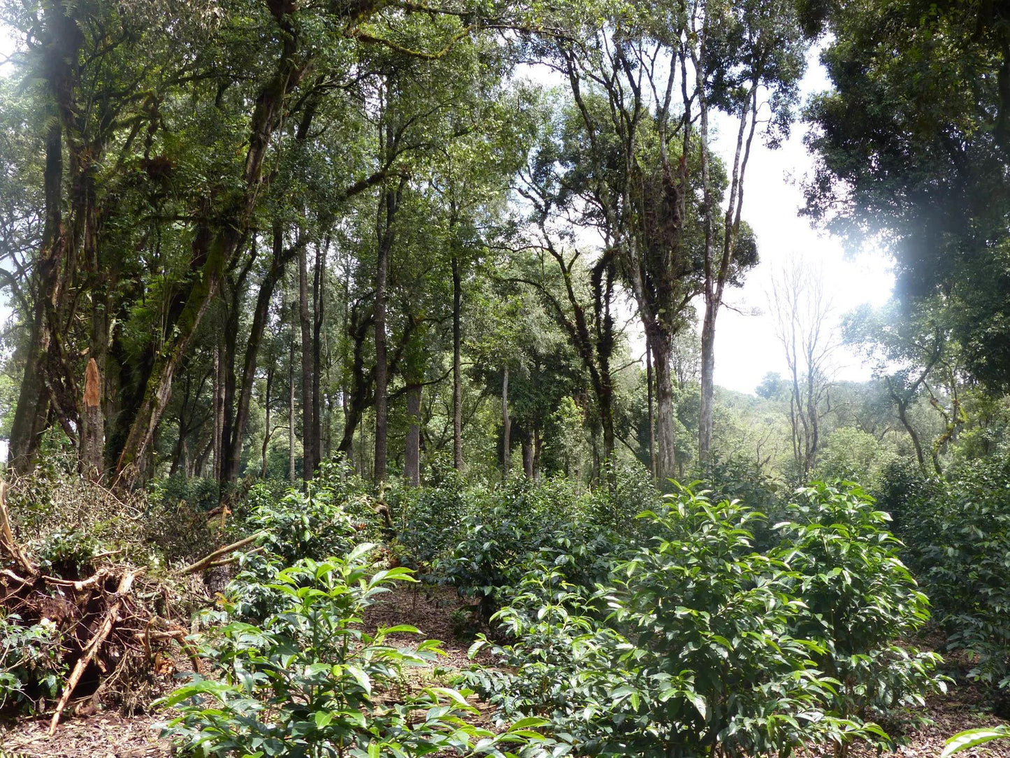 ETHIOPIA · GERBA DOGO