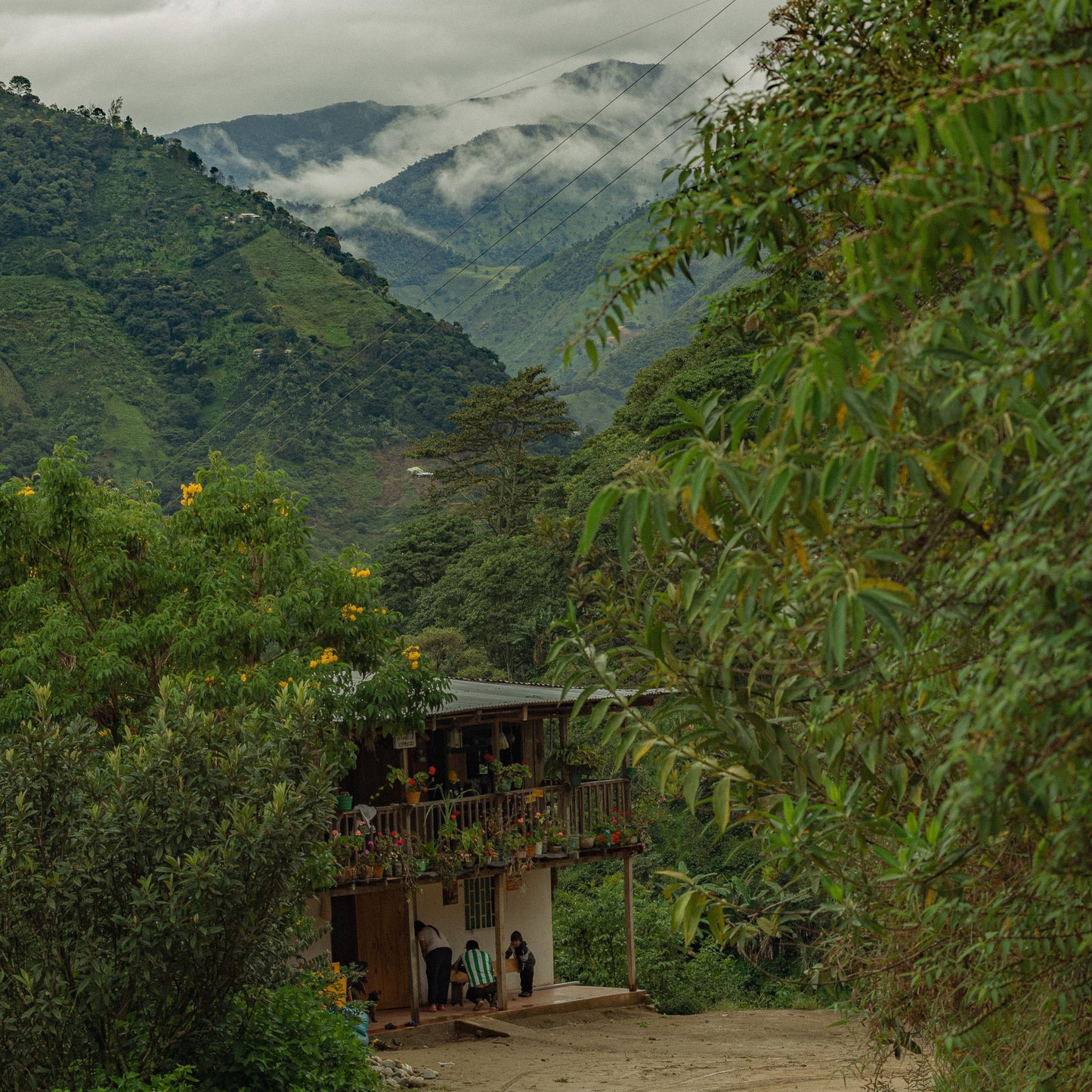 COLOMBIE · DÉCAFÉINÉ