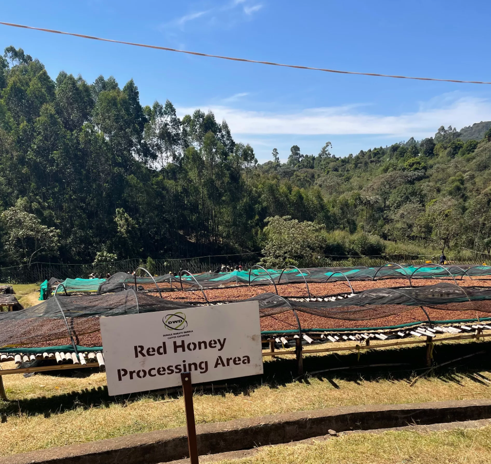 ÉTHIOPIE · SHANTAWENE