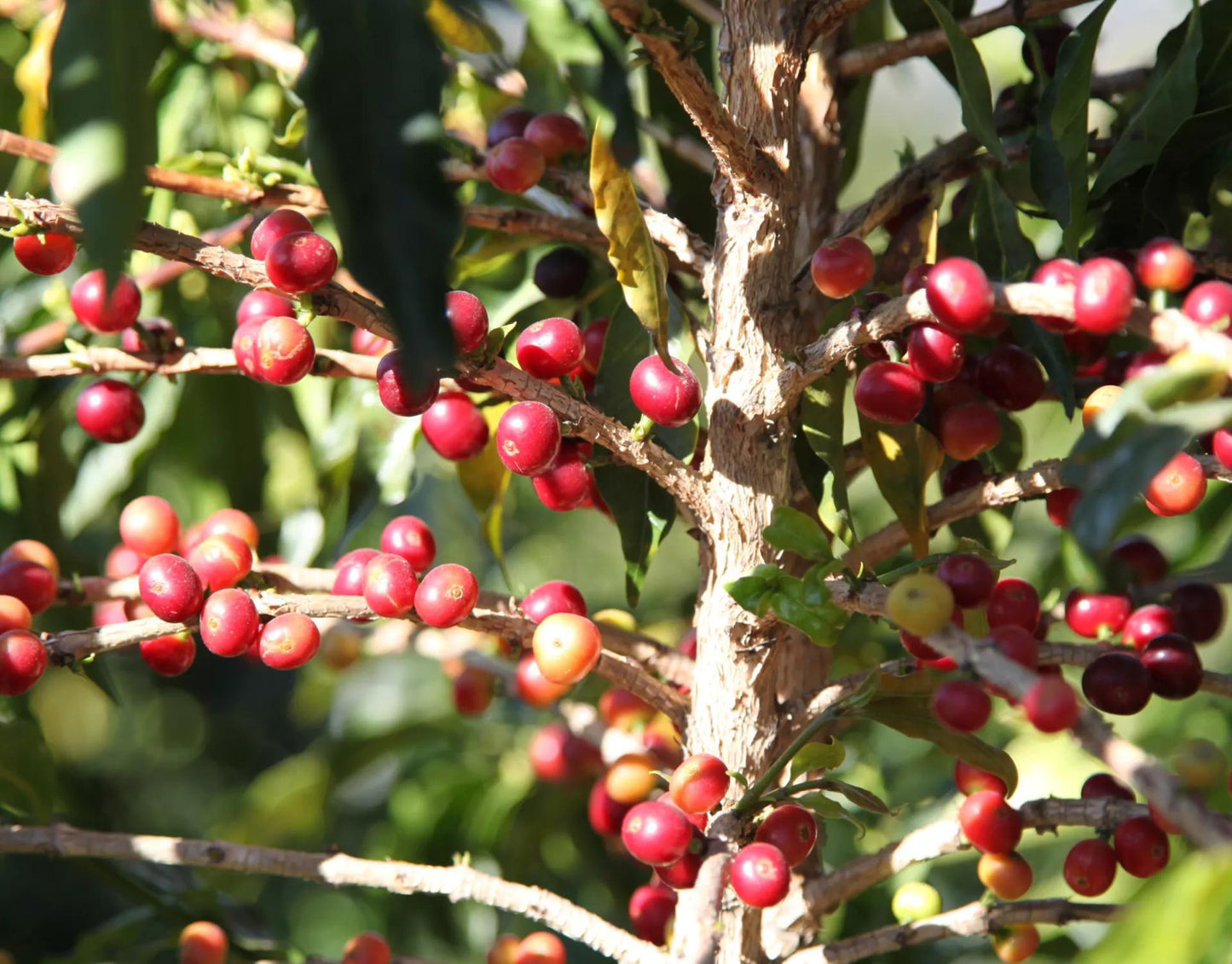 COSTA RICA · HACIENDA COLIMA