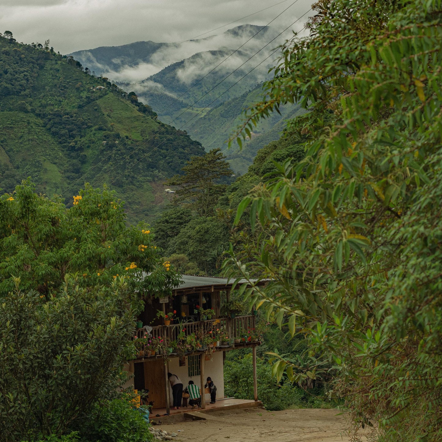 COLOMBIE · DÉCAFÉINÉ CHEVERE