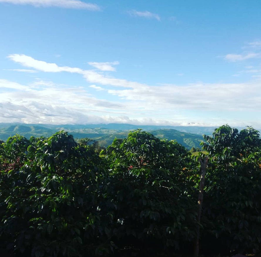 COLOMBIE - EL DIVISO