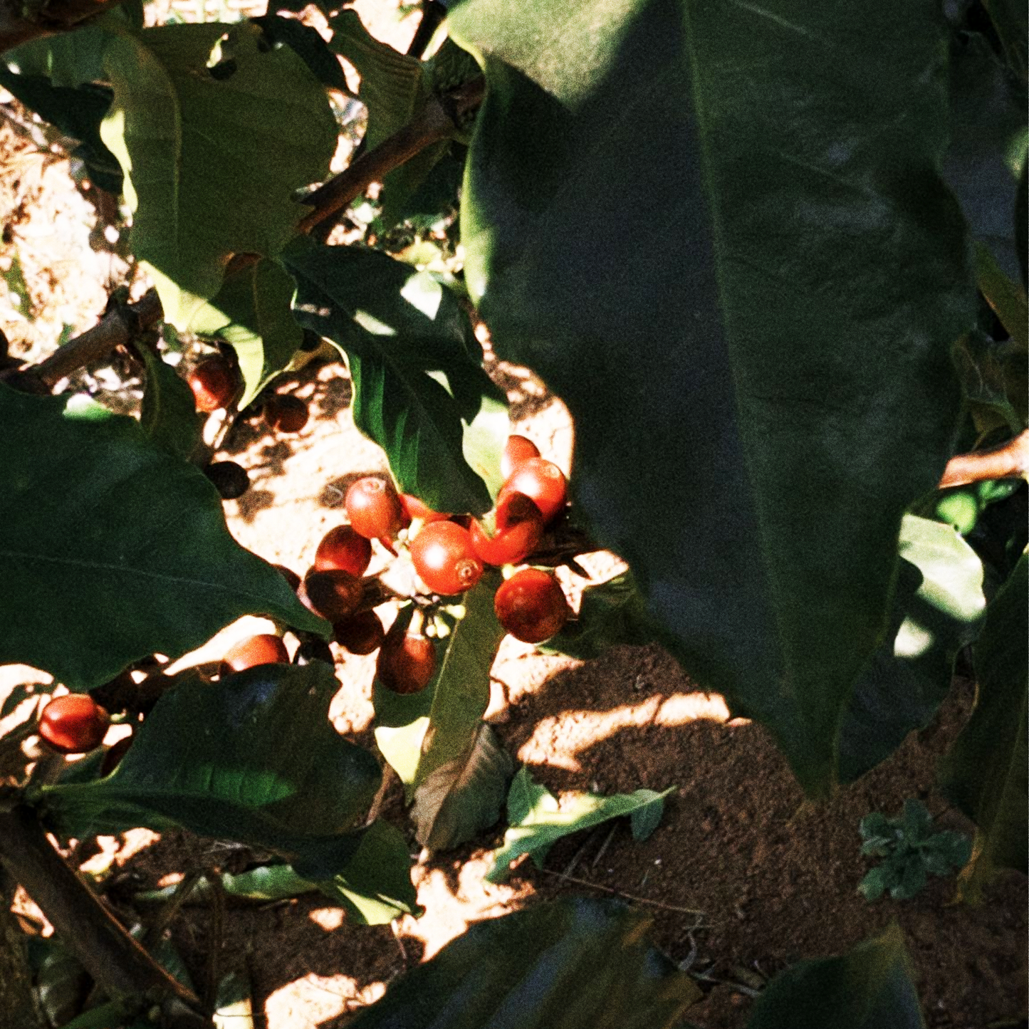 BRÉSIL · MICRO-LOT