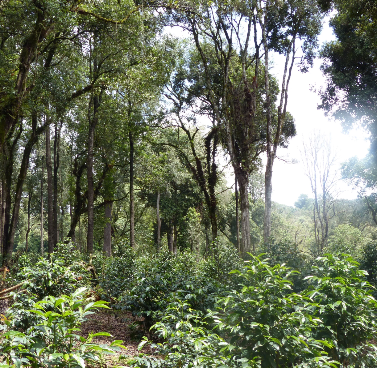 ETHIOPIE · BENTI NENKA