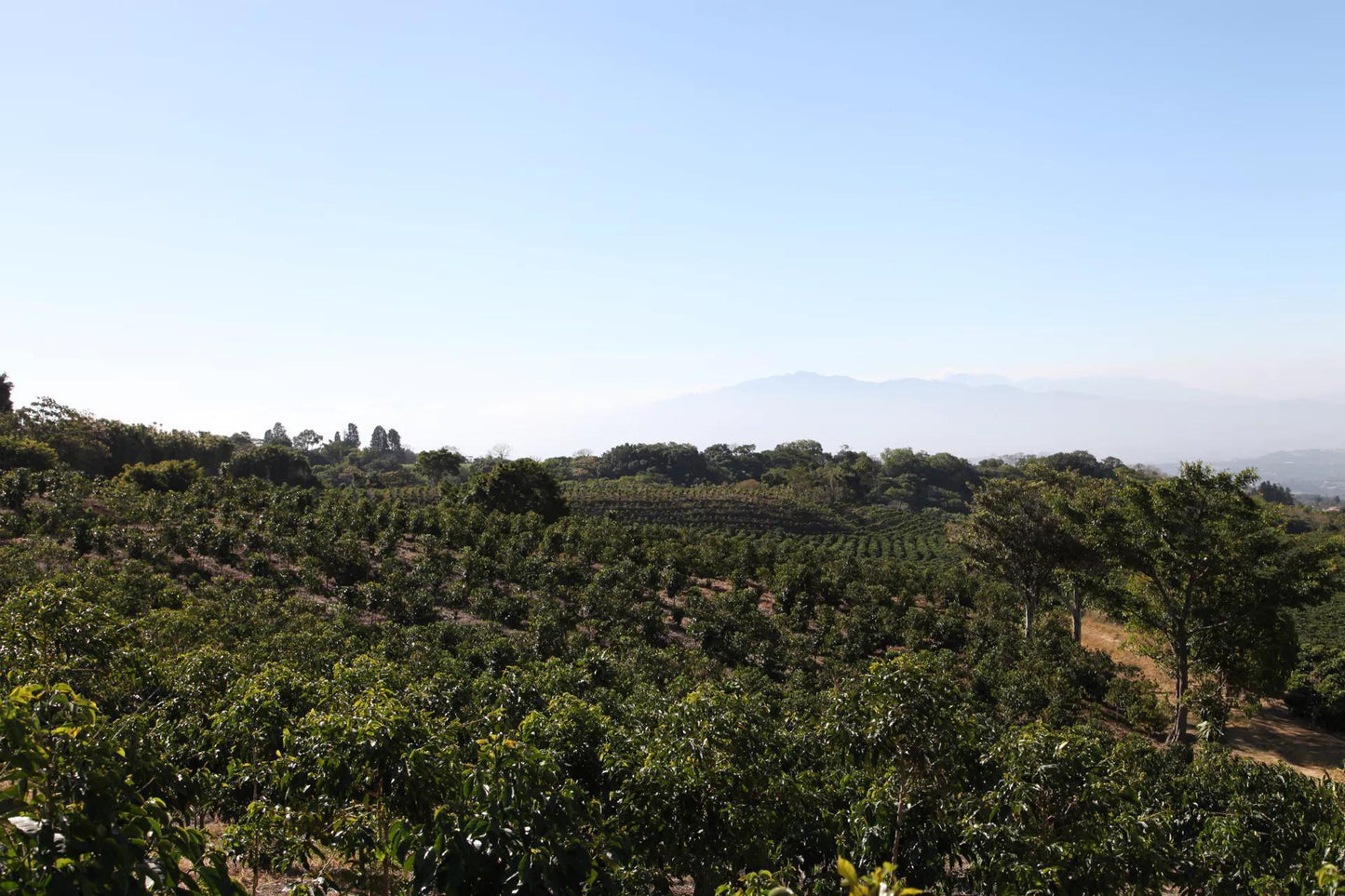 COSTA RICA · HACIENDA COLIMA