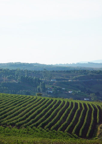 BRAZIL - MANTIQUEIRA DE MINAS - FAZENDA ENGENHO